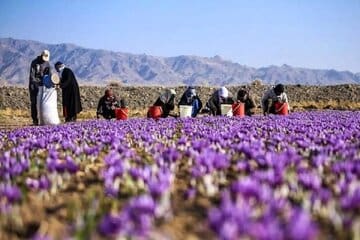 زعفران ایرانی