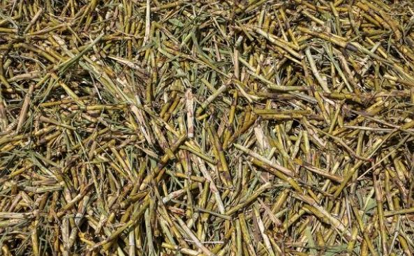 تفاله چغندر و نیشکر